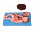 SYL/42008 胎盘脐带与胎儿附内脏模型