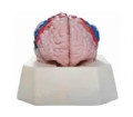 SYL/18206 大脑皮质分区模型
