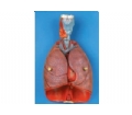 SYL/13012 喉、心、肺模型