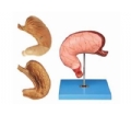 SYL/12002 胃及剖面模型
