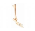SYL/11132 足骨、腓骨和胫骨模型