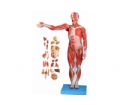 SYL/11301/2 人体全身肌肉附内脏模型(自然大)