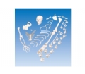 SYL/2020人体骨骼散骨模型
