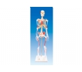 SYL/2003-1人体骨骼附肌肉起止点着色模型