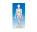 SYL/2005人体体表、人体骨骼与内脏关系模型