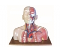 SYL/18231 头、颈、胸静脉回流模型