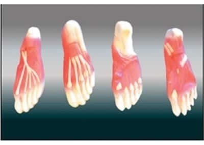 SYL/11313 足底解剖模型