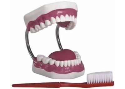 牙护理保健模型（放大五倍）