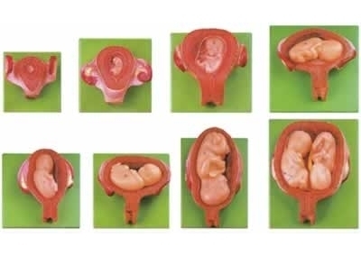 SYL/42005妊娠胚胎发育过程模型（8件/套）
