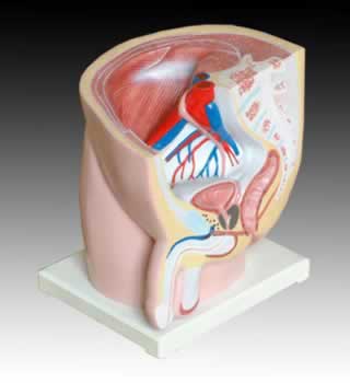 男性矢状解剖
