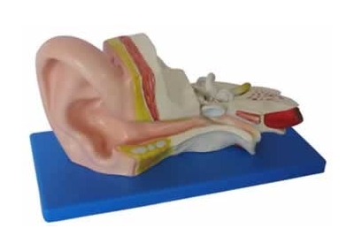 SYL/A303B中耳解剖模型