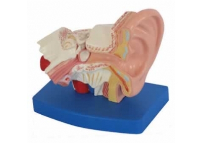 SYL/A303D耳解剖模型