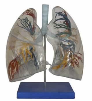 透明肺段