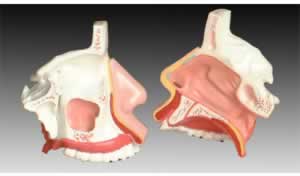 鼻腔解剖模型