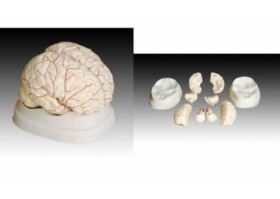 SYL/A308脑动脉模型