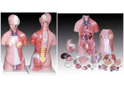SYL/A205 两性躯干模型(23件)(45CM)