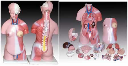 两性躯干模型