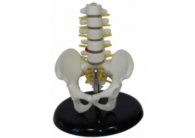 SYL/A115A 小型骨盆带五节腰椎模型