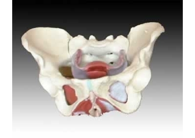 SYL/A125 女性骨盆及盆底肌肉模型