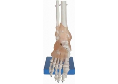 SYL/A113A自然大脚关节模型带韧带