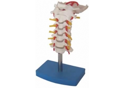 SYL/A133颈椎带颈动脉、后枕骨、椎间盘与神经模型