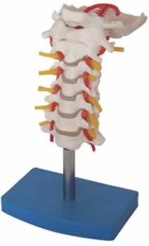 颈椎带颈动脉、后枕骨、椎间盘与神经模型