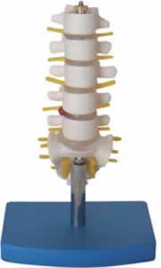 腰椎带尾椎骨模型