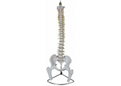 SYL/A11105/1脊柱带骨盆附半腿骨模型（不可弯曲）