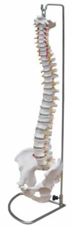 脊柱带骨盆模型