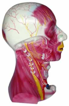 颈部深层肌肉血管神经