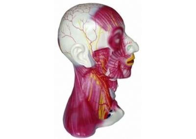 SYL/2152颈部中层肌肉血管神经模型