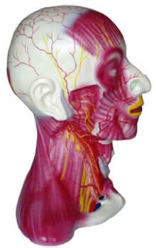 颈部中层肌肉血管神经模型