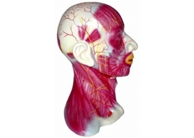 SYL/2151 颈部浅层肌肉血管神经模型