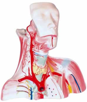 颅腔及头颈胸局部解剖