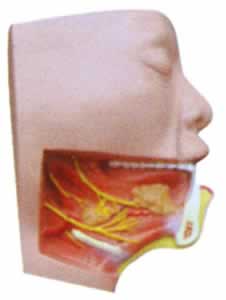 下颌下三角解剖模型