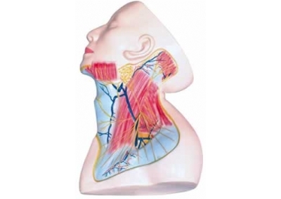 SYL/ 2121颈部浅层解剖模型