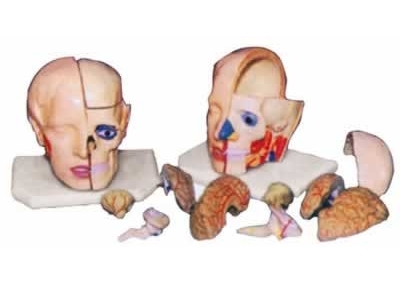 SYL/2117-11头解剖附脑模型（10部件）