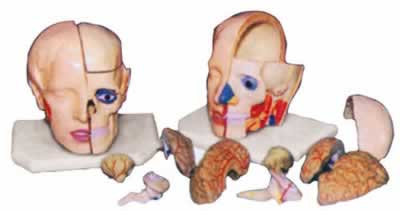 头解剖附脑模型