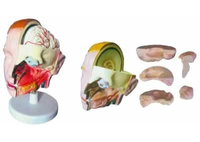 SYL/2117-10头解剖附脑模型（6部件）