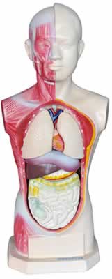 无性人头、劲、躯干模型