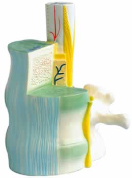 脊髓与椎骨关系模型