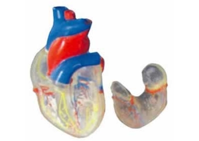 SYL/2080-5透明心脏解剖模型（自然大）