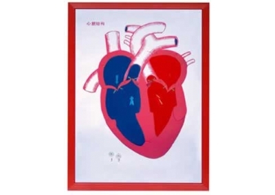 SYL/2079-14心脏解剖（示血液流向）浮雕模型