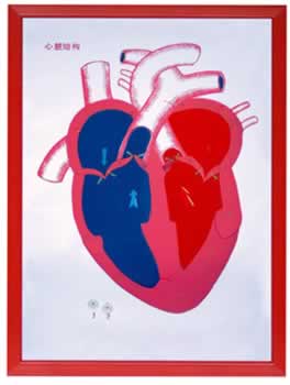 心脏解剖浮雕模型