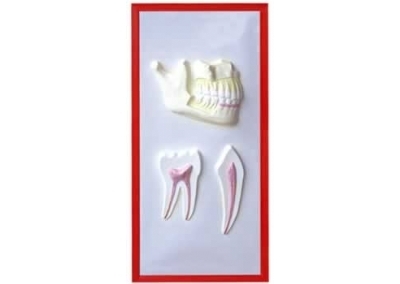 SYL/2079-12牙列与牙解剖浮雕模型