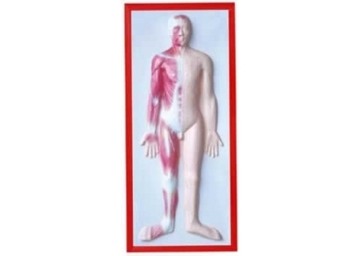 SYL/2079-11人体肌肉浮雕模型