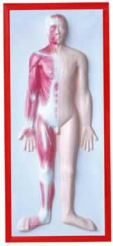 人体肌肉浮雕模型
