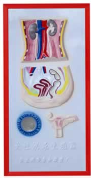 女性泌尿生殖系统浮雕模型