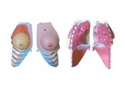 SYL/2074-1女性乳房解剖模型（2部件）
