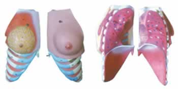 女性乳房解剖模型